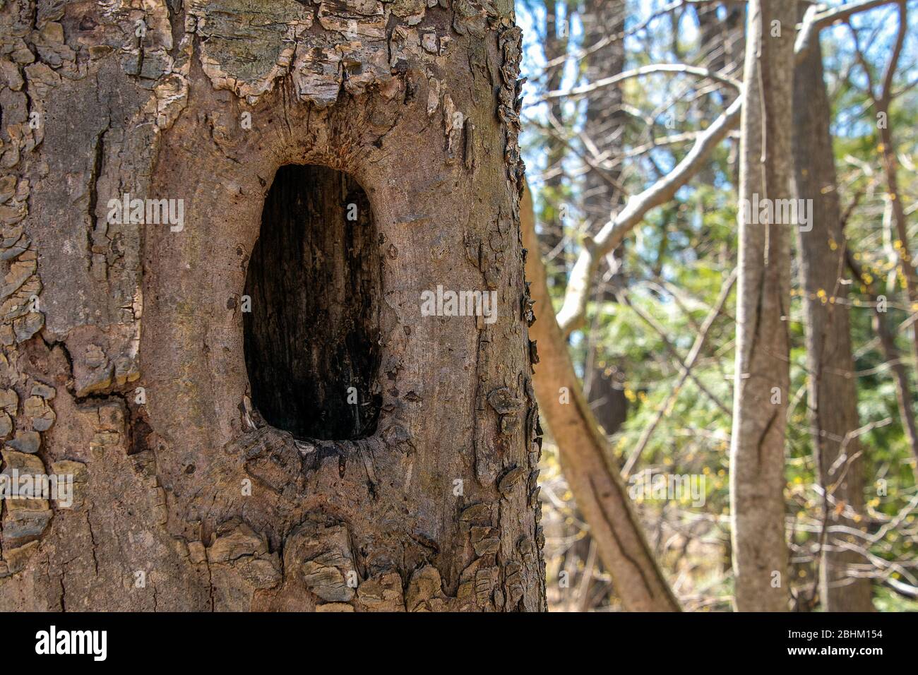 grand trou de pic dans le tronc d'arbre Banque D'Images