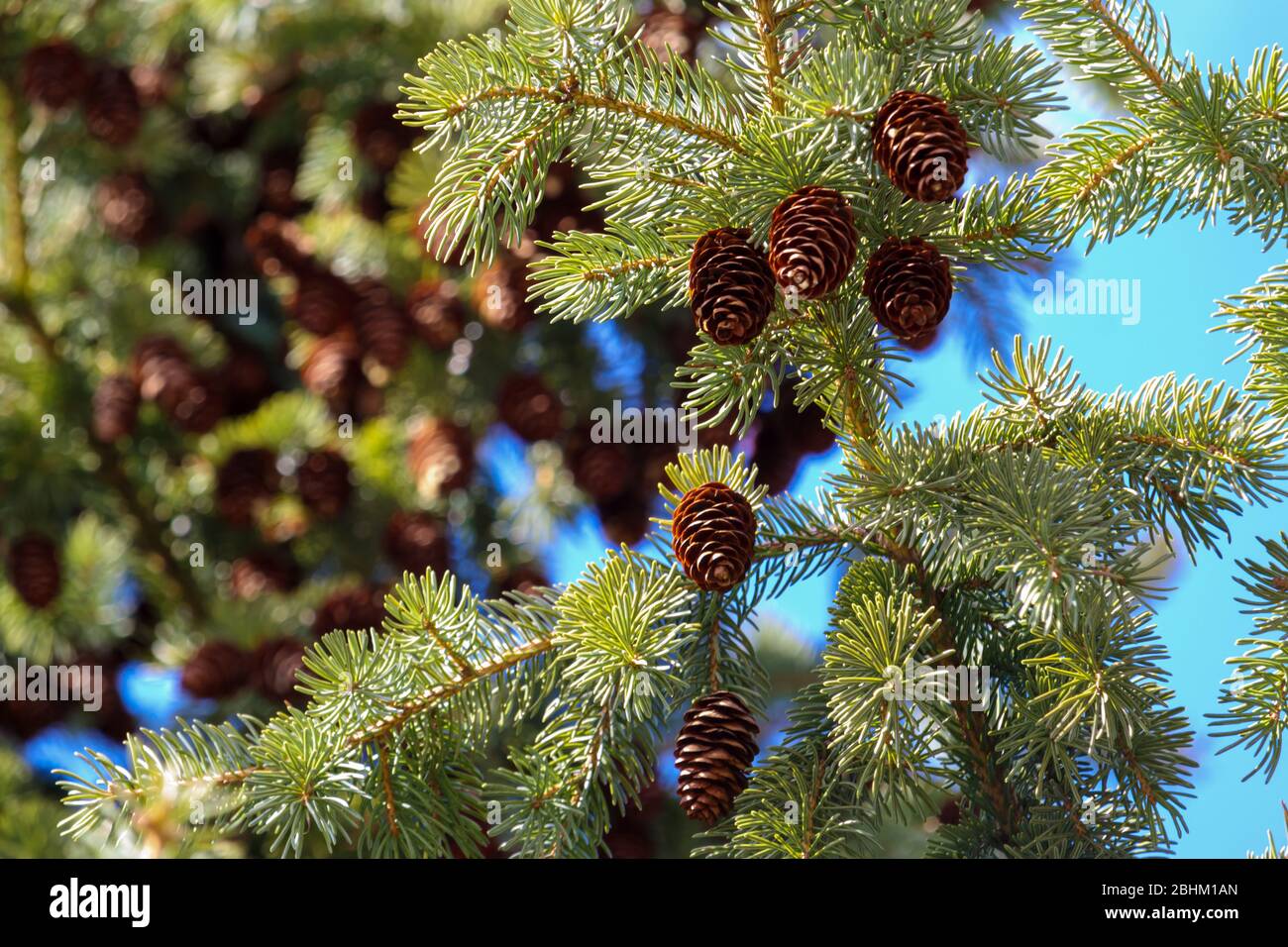 Les branches, les aiguilles et les cônes d'un arbre d'épinette, un conifère vert dans la famille des pins, sont vus de près dans des détails lumineux et vibrants. Banque D'Images