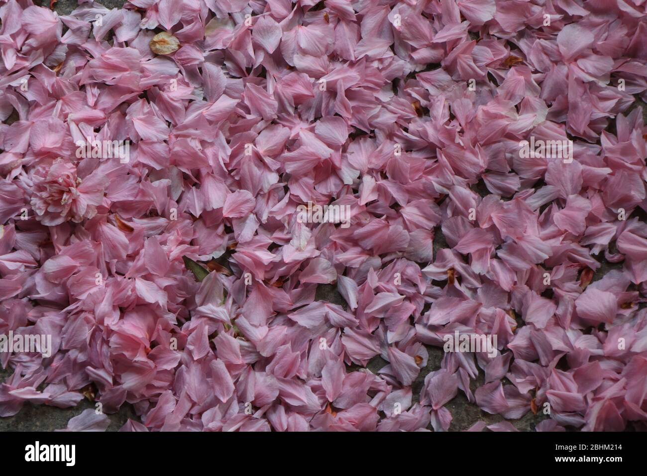 Fond rose de printemps de fleur avec feuilles vertes. Photo de haute qualité, fleurs Banque D'Images