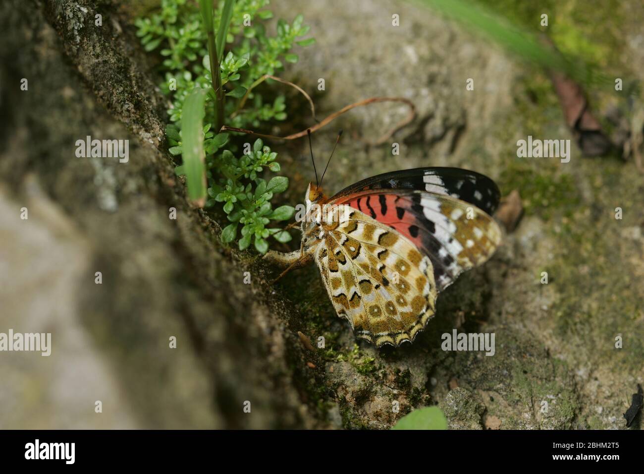 Gros plan d'un frai de papillon fritillateur indien à Taipei, Taiwan Banque D'Images