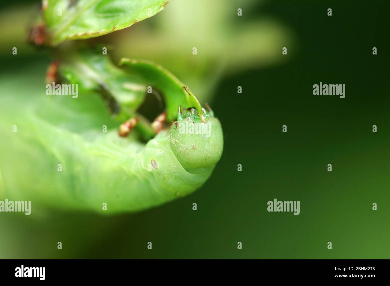 Gros plan sur une Caterpillar à Taipei, Taiwan Banque D'Images