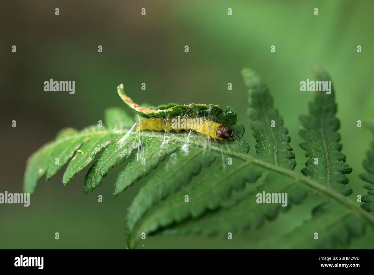 Gros plan sur une Caterpillar, devenu une pape à Taipei, Taiwan Banque D'Images