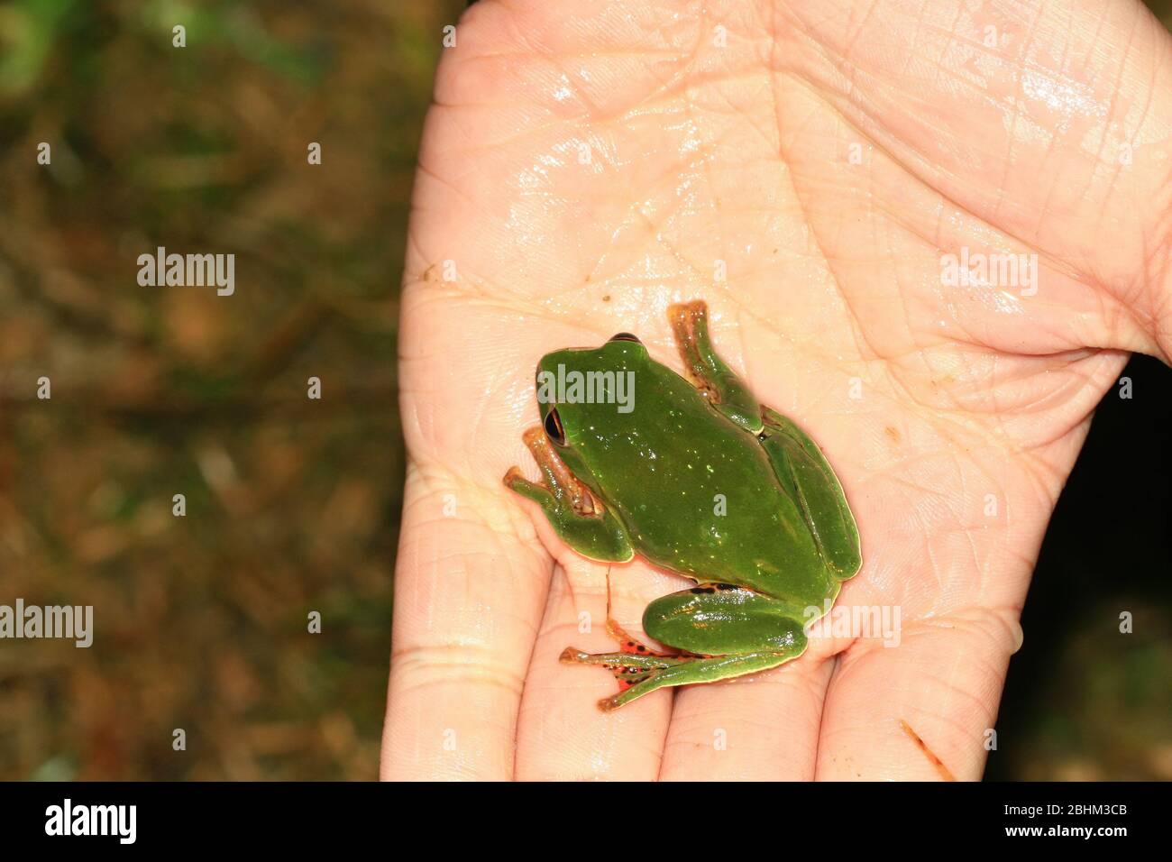 Vue nocturne de la jolie grenouille des arbres de Schlegel à Nantou, Taiwan Banque D'Images