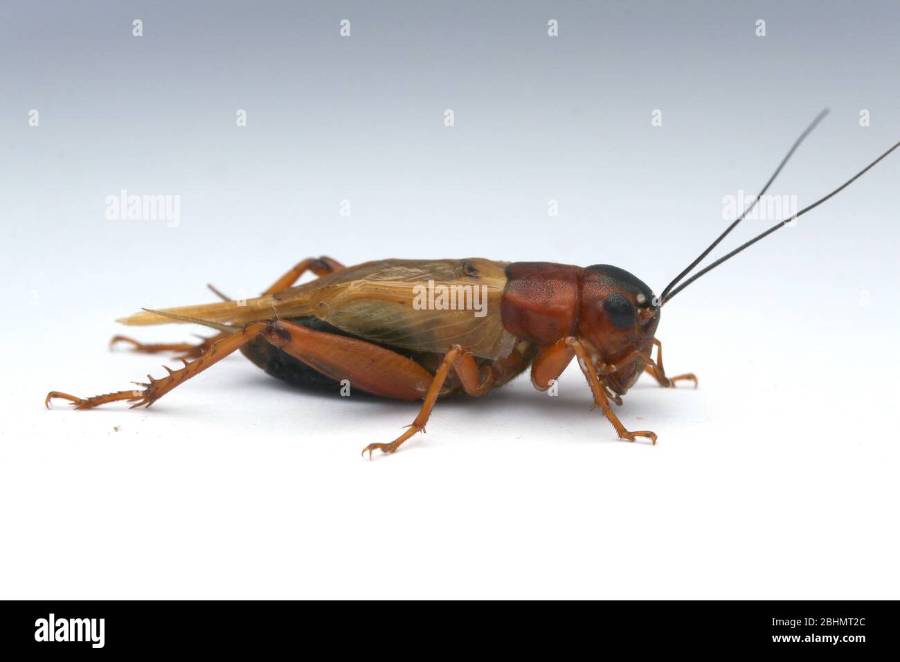 Criquets de champ noir, Grylus bimaculatus, Banque D'Images