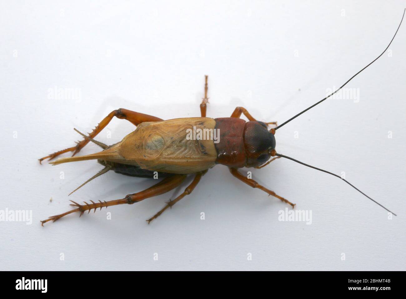 Criquets de champ noir, Grylus bimaculatus, Banque D'Images