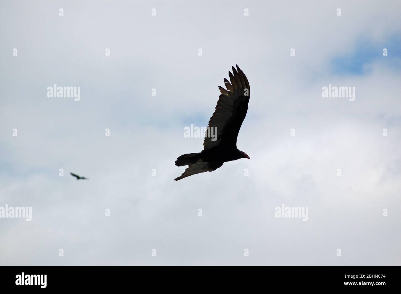 Une Turquie fulture voler le passé avec des ailes débordues, nom latin Cathartes aura. Vue sur un grand bâtiment à la Havane, Cuba. Banque D'Images