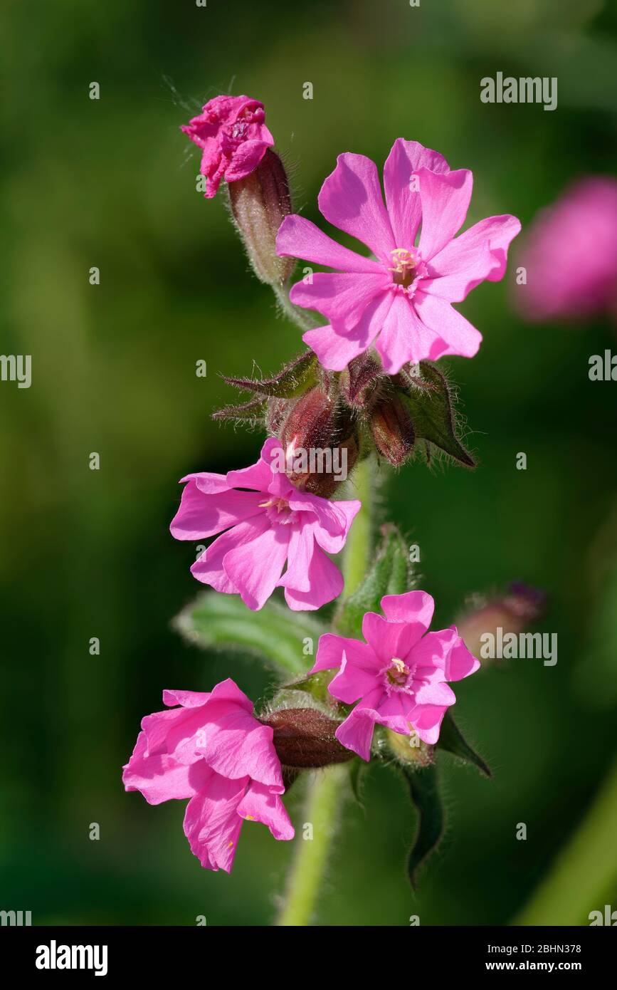 Campion rouge - Silene dioica fleurs roses Banque D'Images