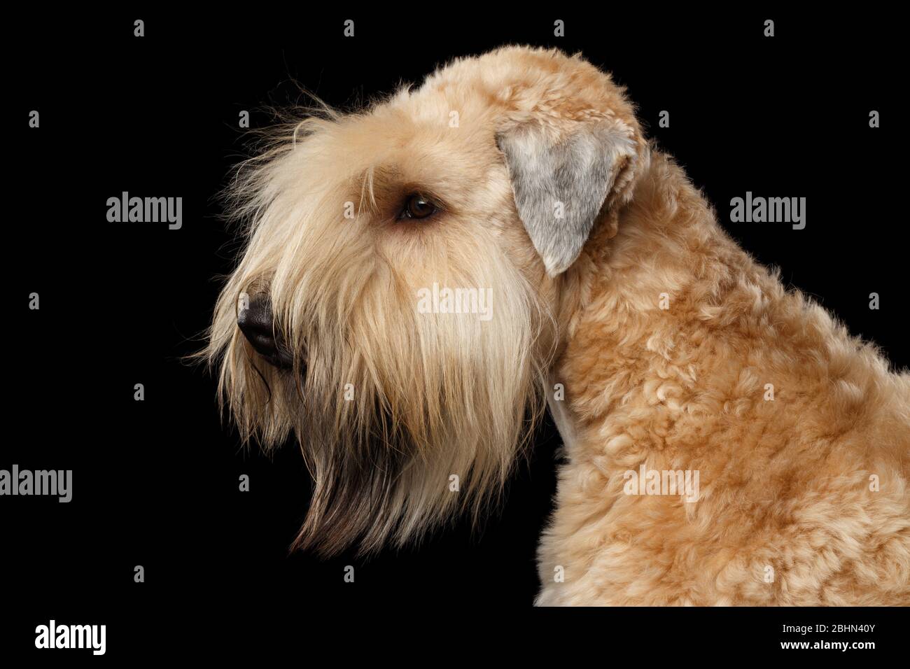 Portrait du terrier irlandais à revêtement doux sur fond noir isolé, vue en profil Banque D'Images