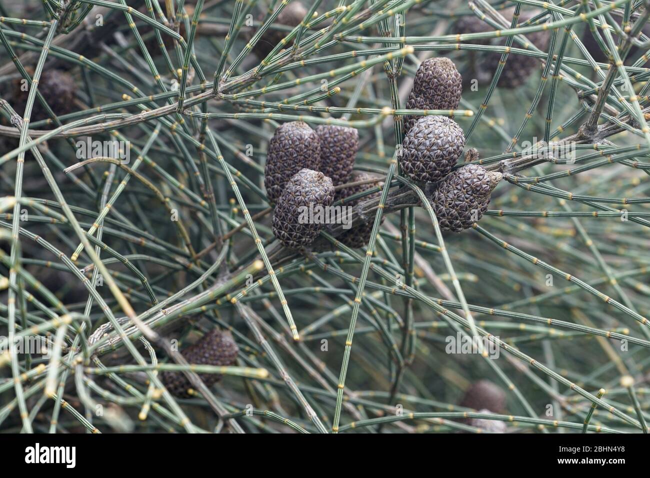 Casuarina pods de graines et feuilles modifiées dans la fermeture. Aussi connu sous le nom de chêne-elle, un arbre indigène australien de shruby. Banque D'Images