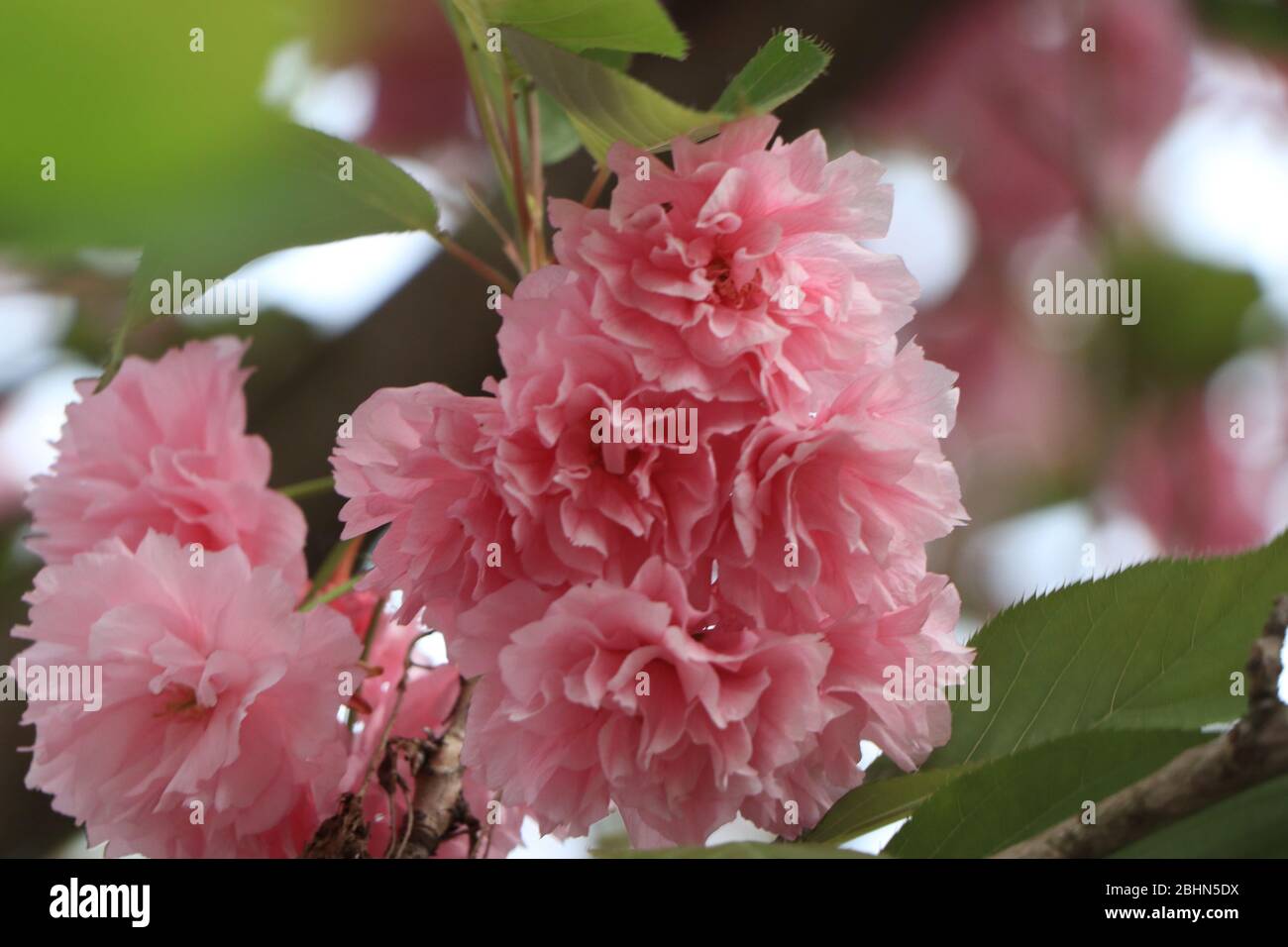 Gros plan d'une fleur rose sur une plante. Photo de haute qualité Banque D'Images