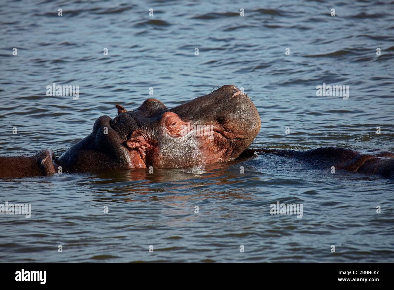 Hippopotamus (Hippopotamus amphibius), rivière Zambèze, près des chutes Victoria, Zimbabwe, Afrique Banque D'Images