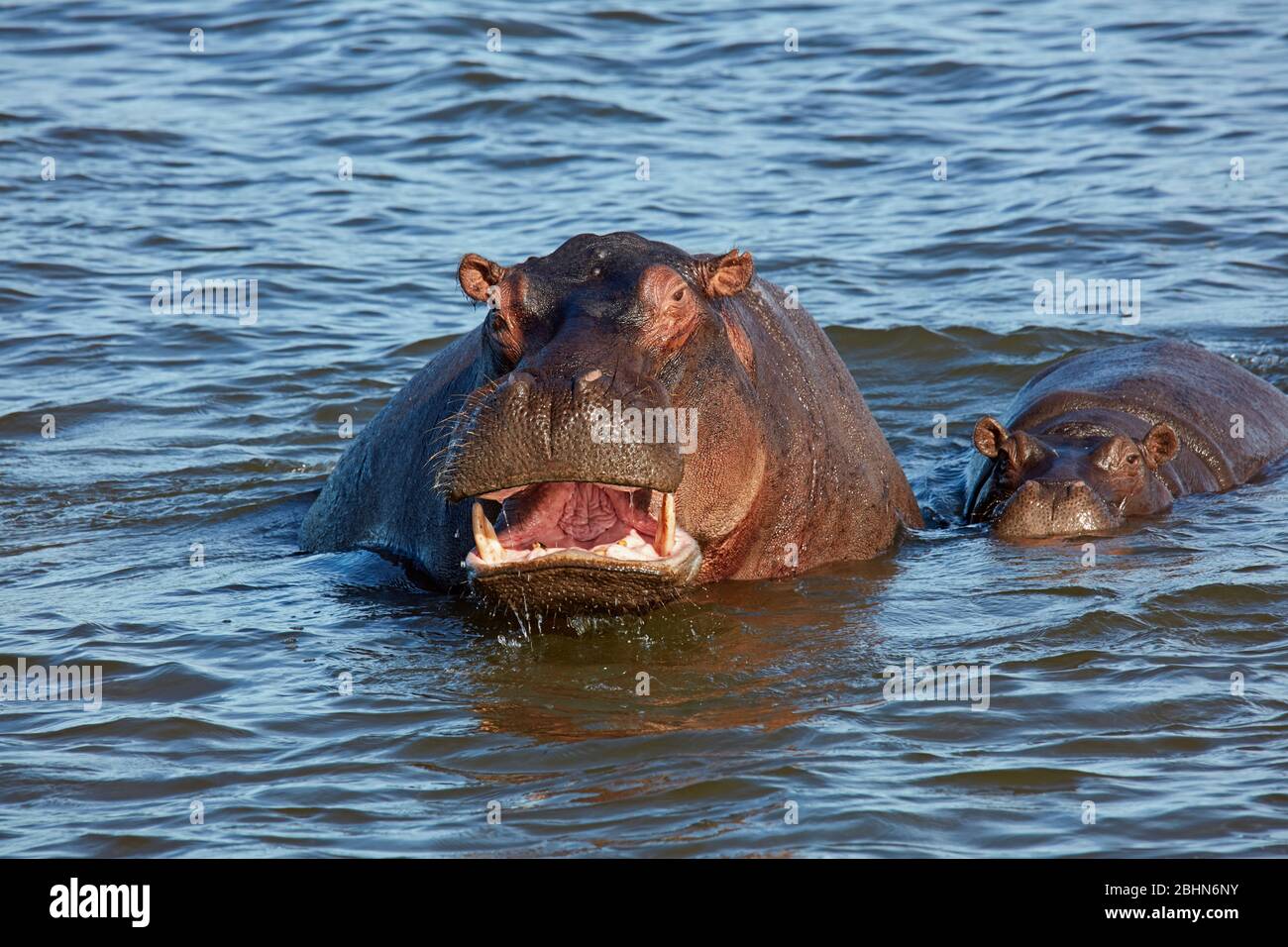 Hippopotamus (Hippopotamus amphibius), rivière Zambèze, près des chutes Victoria, Zimbabwe, Afrique Banque D'Images