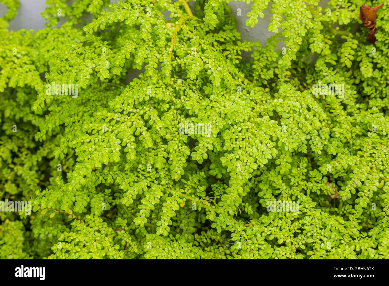 Feuilles de la plante de Jade (Crasula ovata), souvent appelée la plante chanceux, la centrale monétaire ou l'arbre d'argent. C'est une plante succulente avec un petit rose ou blanc Banque D'Images