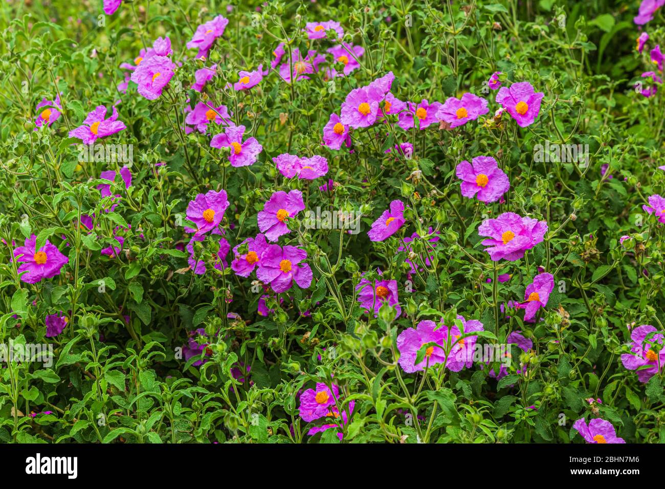 Les rosiers (Cistus creticus), également appelés rosiers de roc, sont une espèce de plante de shrubby dans la famille des cistaceae. Banque D'Images