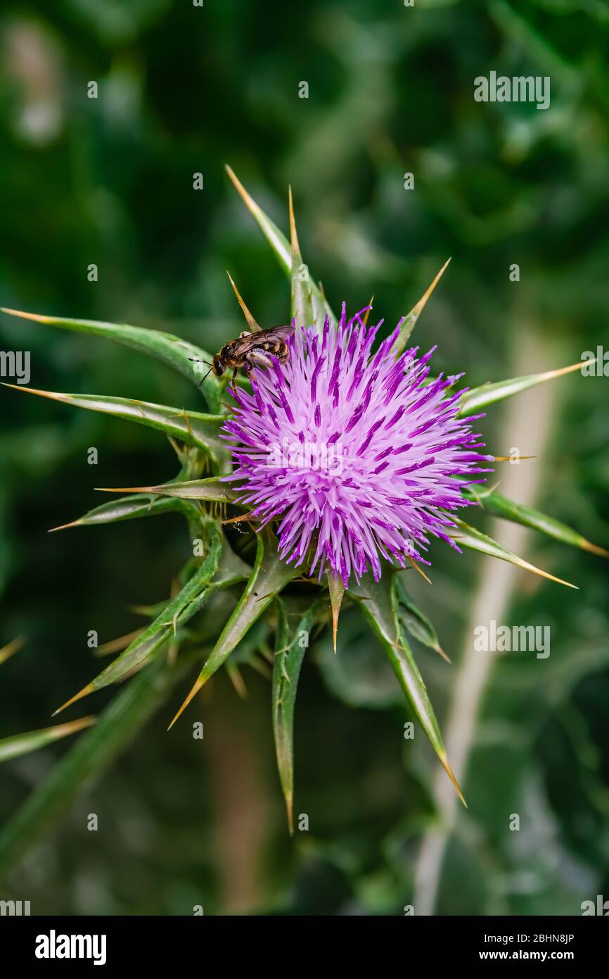 Gros plan sur une abeille sur Cirsium vulgare, souvent appelée chardon de lance, chardon de taureau ou chardon commun. C'est la fleur nationale de l'Ecosse. Banque D'Images