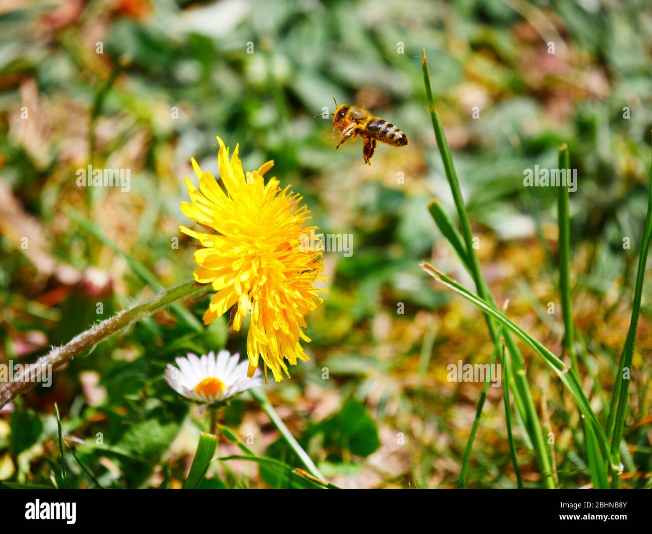 Erbach (Danube), Allemagne: Une abeille approchant d'un pissenlit Banque D'Images