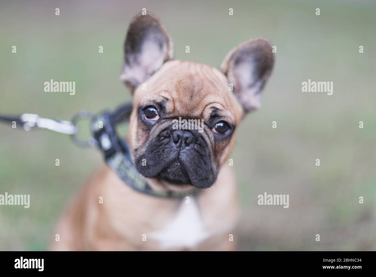Chiot Bouledogue Francais Brun Banque D Image Et Photos Alamy Chiot Bouledogue Francais Brun Banque D Image Et Photos Alamy
