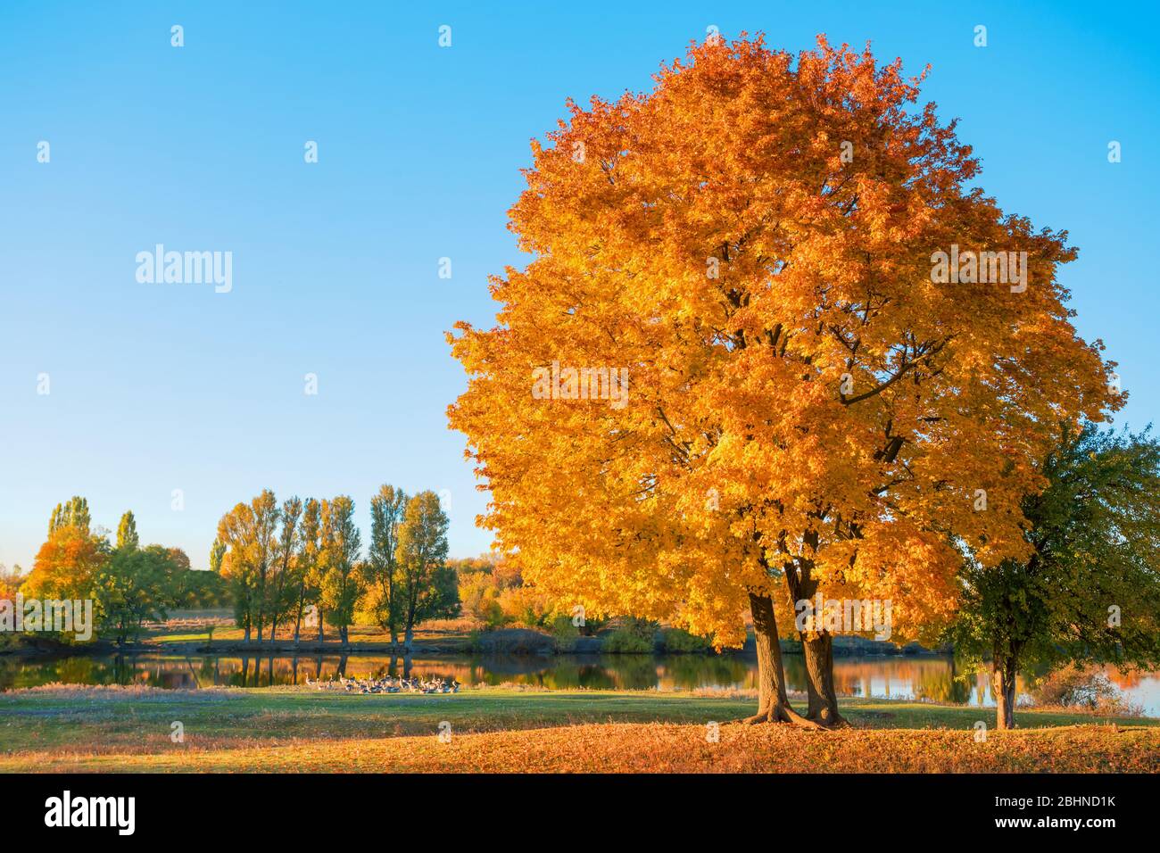Arbre avec feuillage orange d'automne sur le lac. Sur la rive un troupeau d'oies. Bleu sans ciel nuageux. Paysage rural d'automne Banque D'Images