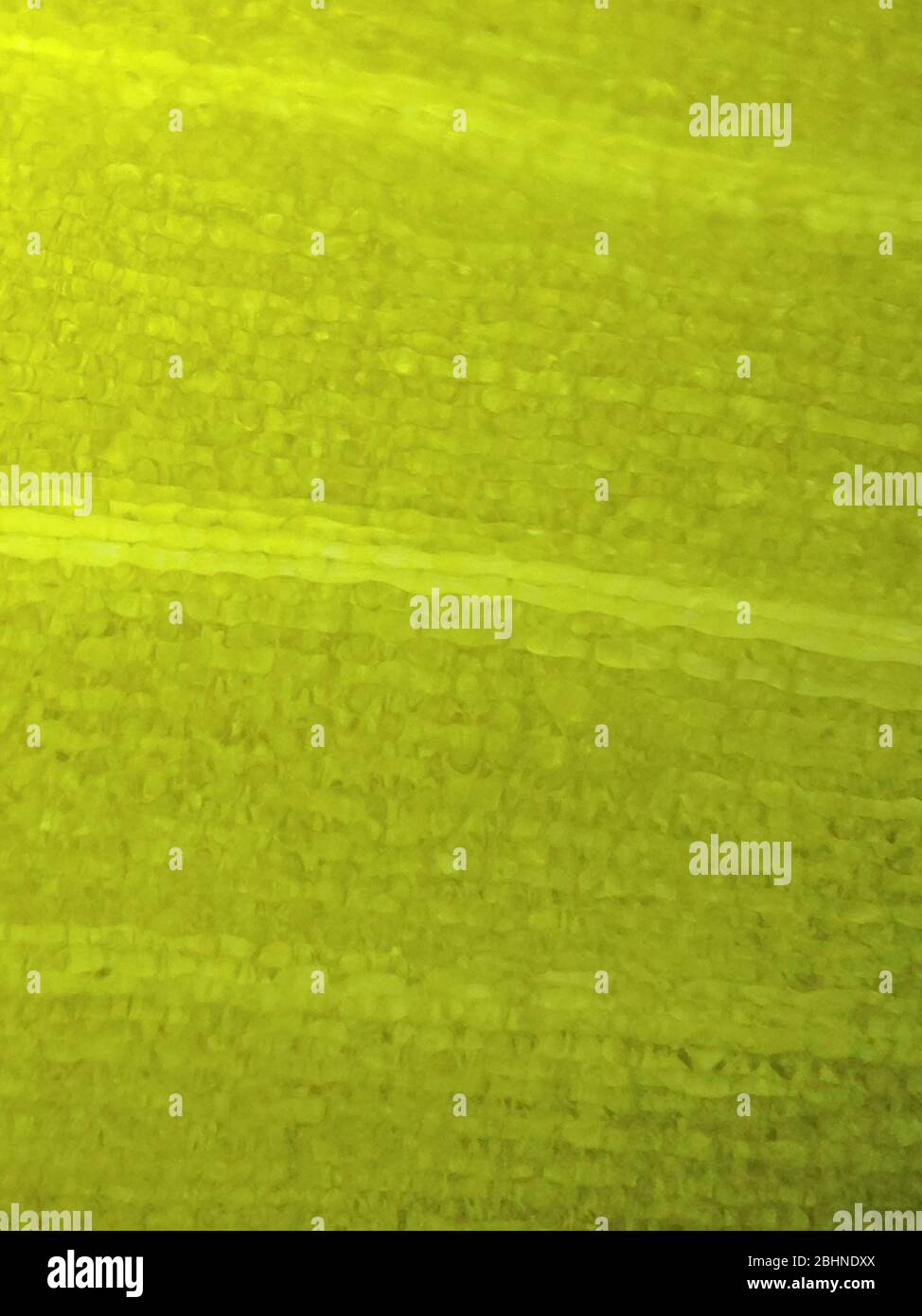 vue microscopique de la surface de la lame montrant les cellules végétales Banque D'Images
