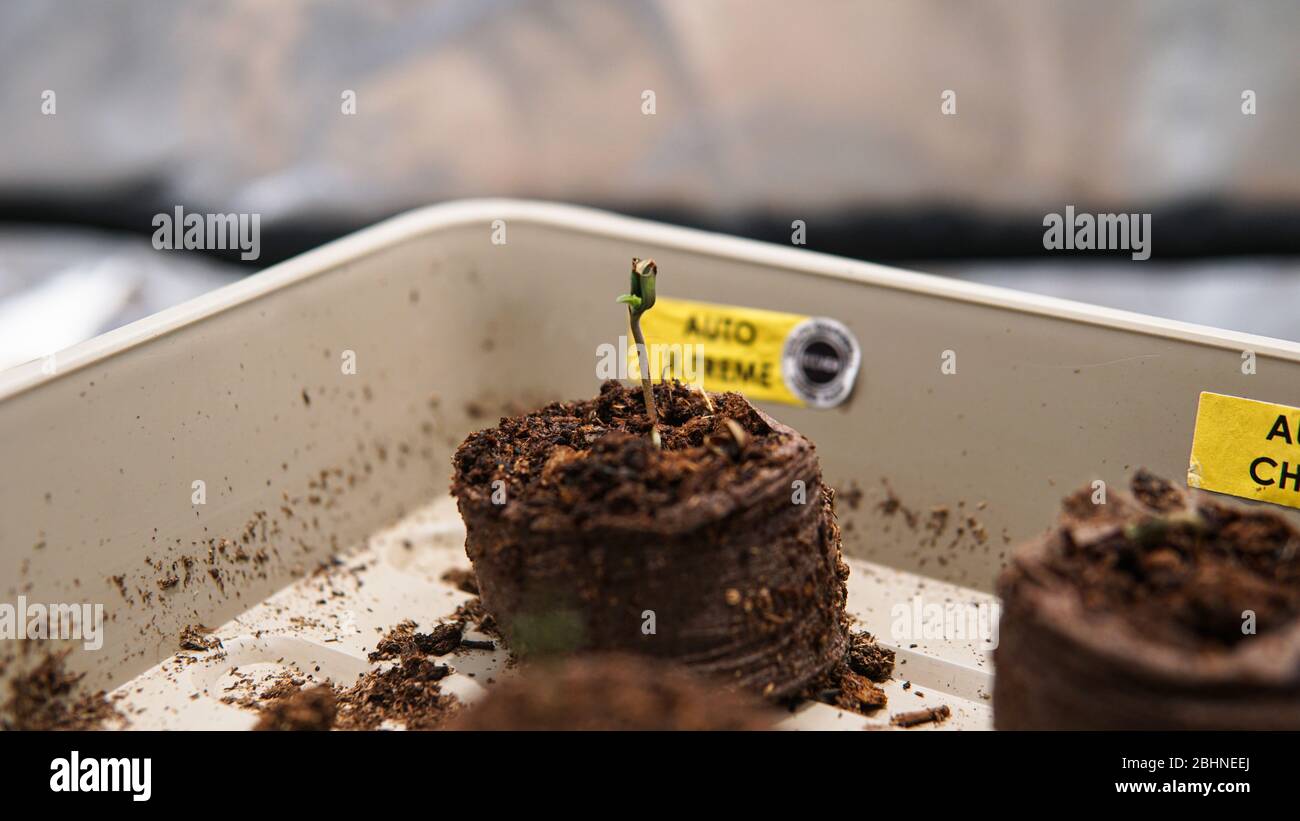 la culture de la marijuana s'enfilent de grains Banque D'Images