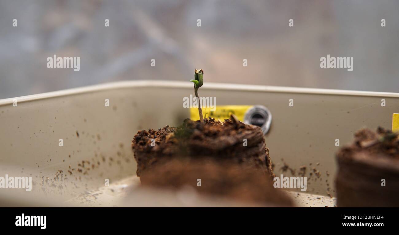 la culture de la marijuana s'enfilent de grains Banque D'Images