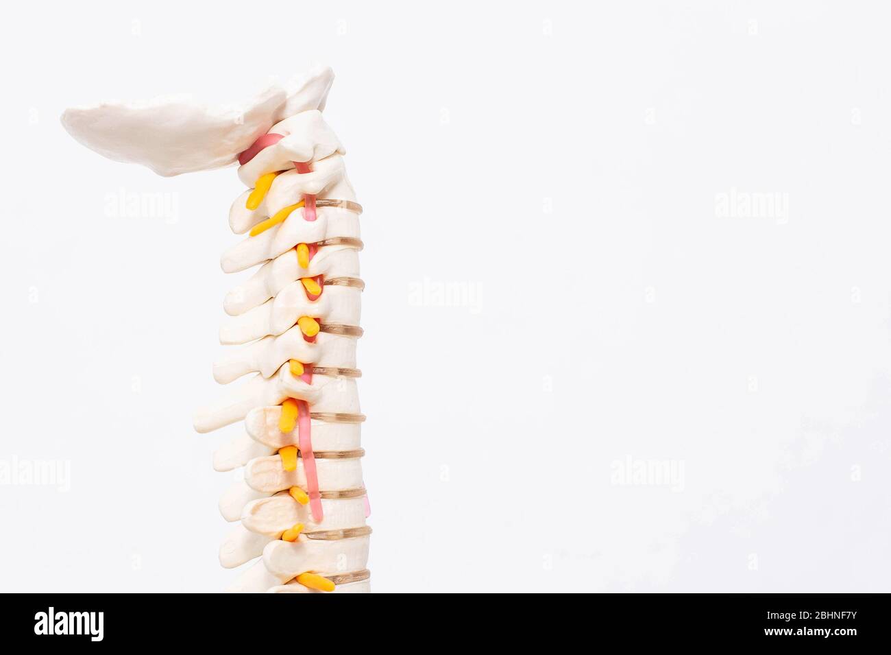 Modèle de la colonne cervicale avec vaisseaux sanguins sur fond blanc. Le concept de lordose et de spondylose de la colonne cervicale Banque D'Images