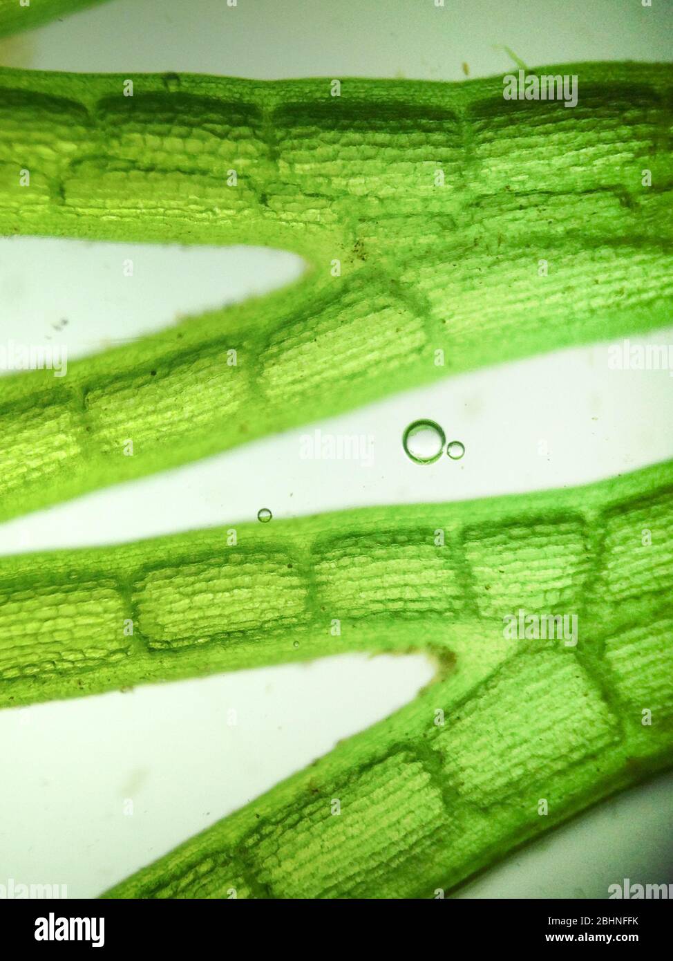 Les algues micro-organisme zoom Banque D'Images