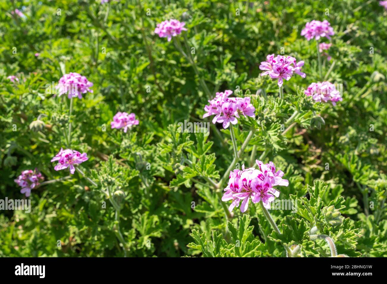 Géraniums de roses (Pelargonium graveolens), ville d'Isehara, préfecture de Kanagawa, Japon Banque D'Images