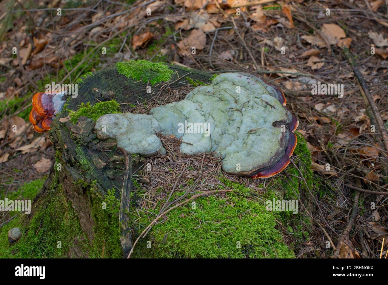 Ceinture rouge conk ou champignon rouge à pattes, poussant sur un arbre mort, Fomitopsis pinicola Banque D'Images