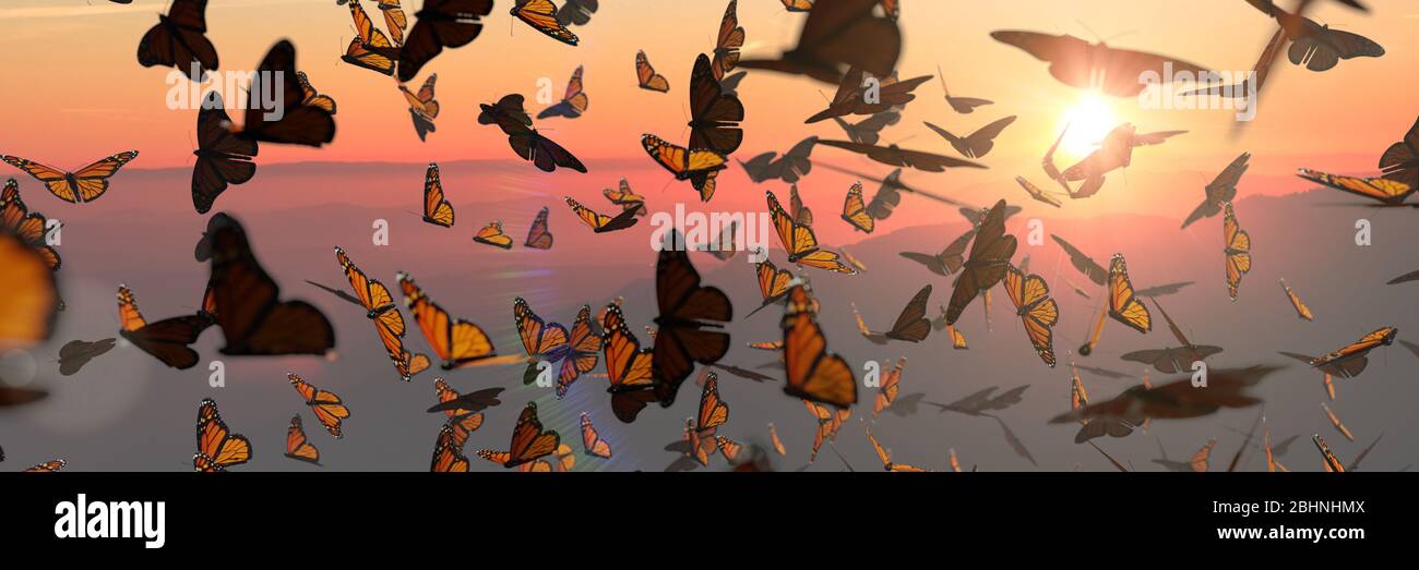 Essaim de papillons monarques, groupe Danaus plexippus pendant le coucher du soleil Banque D'Images