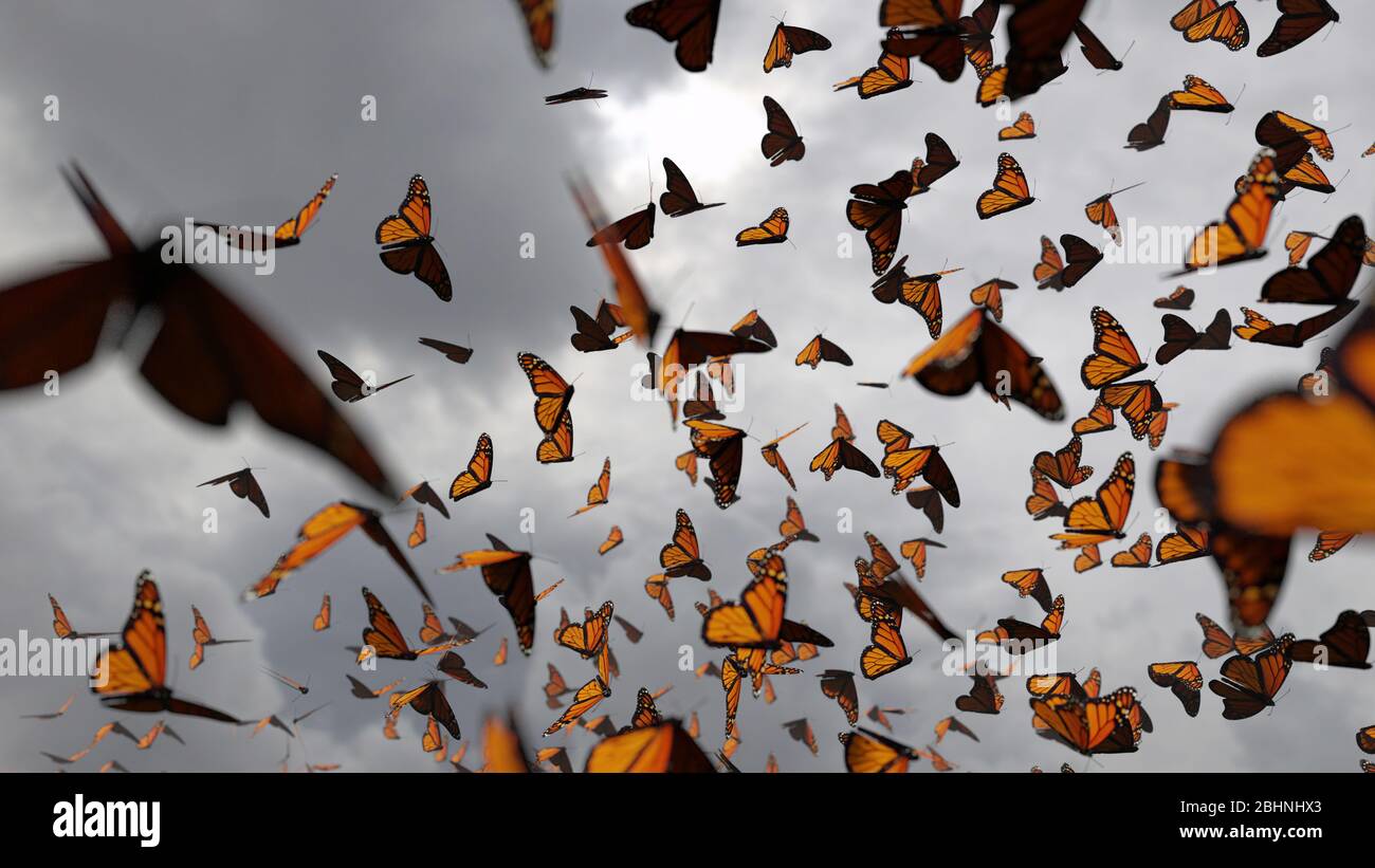Groupe de papillons monarques, Danaus plexippus essaim devant les nuages sombres Banque D'Images