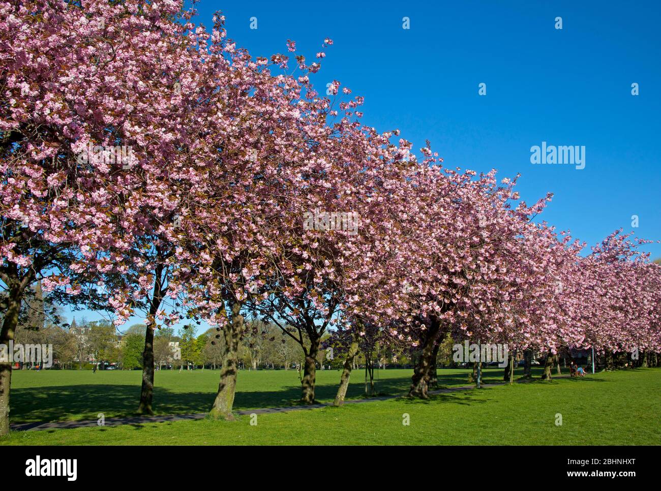Coronation Walk, The Meadows, Édimbourg, Écosse, Royaume-Uni. 27 avril 2020. Abondante fleur de cerisier illuminant en plein soleil du matin, température 3 degrés tandis que les gens marchent pour travailler quelques masques ou foulards que d'autres prennent leur période d'exercice autorisée le long du beau sentier bordé d'arbres pendant le Lockdown de Coronavirus. Photo : illustration de la création d'une déclaration en appui sur l'un des arbres. Crédit: Arch White/Alay Live News. Banque D'Images