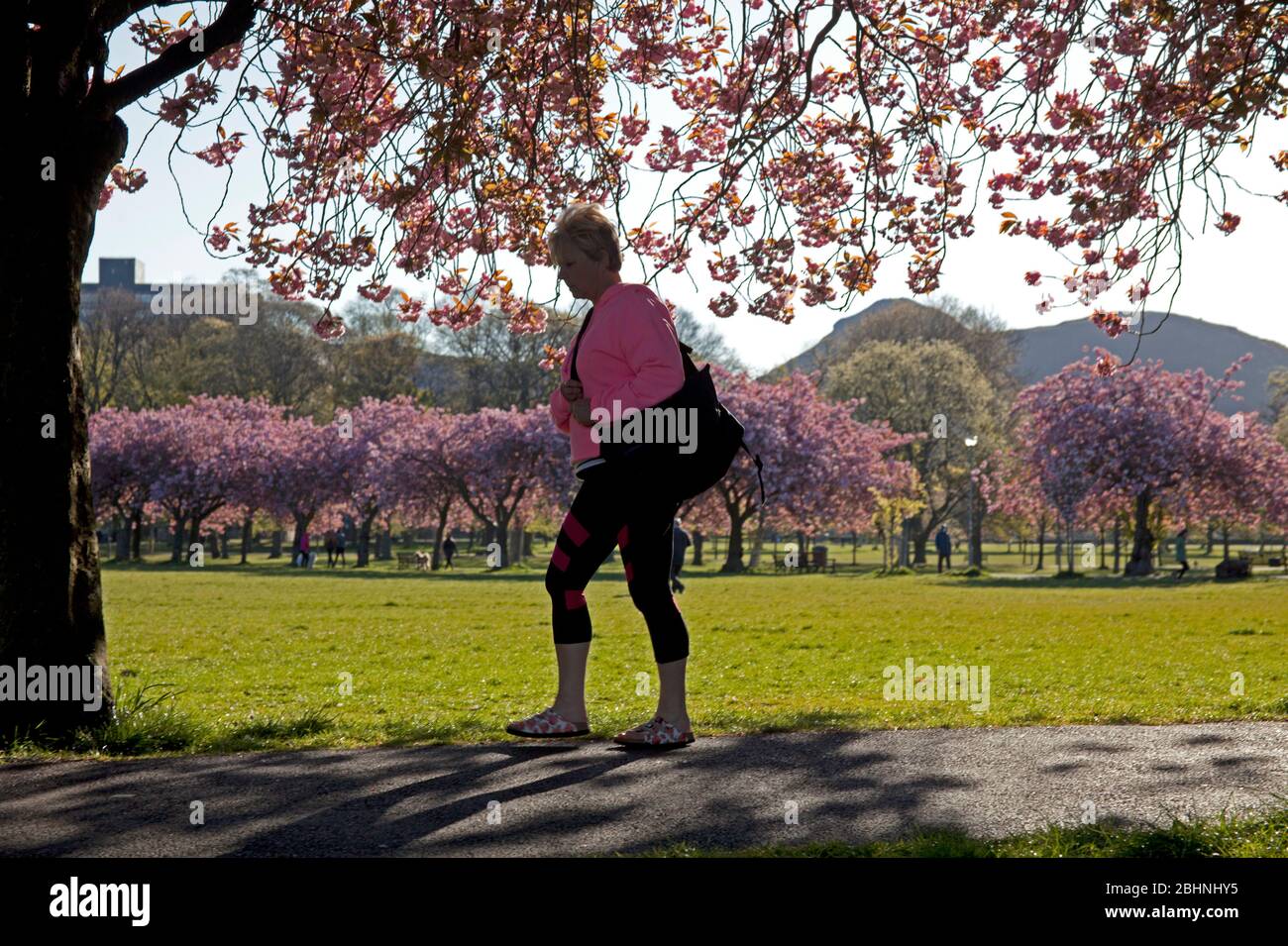 Coronation Walk, The Meadows, Édimbourg, Écosse, Royaume-Uni. 27 avril 2020. Abondante fleur de cerisier illuminant en plein soleil du matin, température 3 degrés tandis que les gens marchent pour travailler quelques masques ou foulards que d'autres prennent leur période d'exercice autorisée le long du beau sentier bordé d'arbres pendant le Lockdown de Coronavirus. Photo : illustration de la création d'une déclaration en appui sur l'un des arbres. Crédit: Arch White/Alay Live News. Banque D'Images