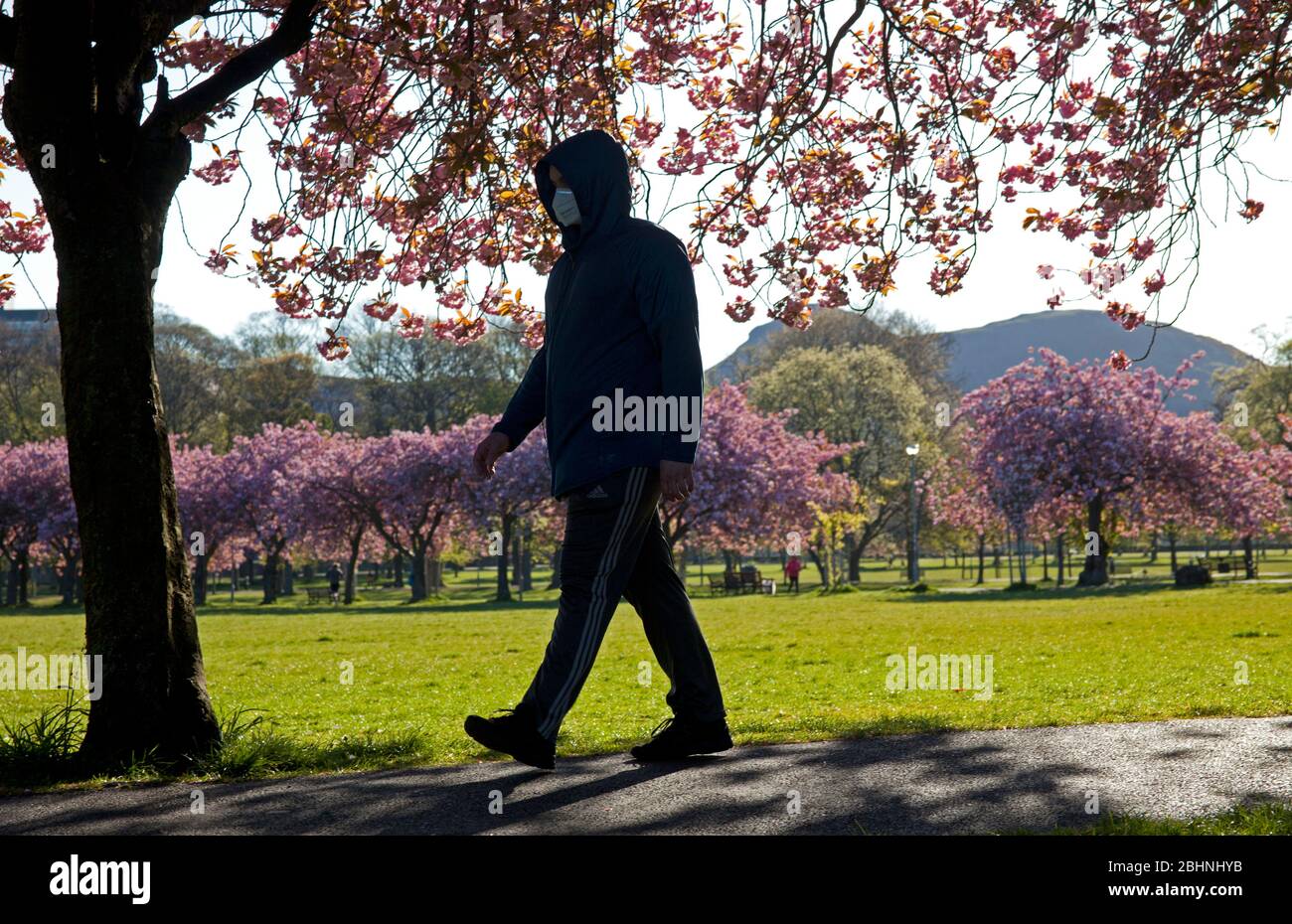 Coronation Walk, The Meadows, Édimbourg, Écosse, Royaume-Uni. 27 avril 2020. Abondante fleur de cerisier illuminant en plein soleil du matin, température 3 degrés tandis que les gens marchent pour travailler quelques masques ou foulards que d'autres prennent leur période d'exercice autorisée le long du beau sentier bordé d'arbres pendant le Lockdown de Coronavirus. Photo : illustration de la création d'une déclaration en appui sur l'un des arbres. Crédit: Arch White/Alay Live News. Banque D'Images