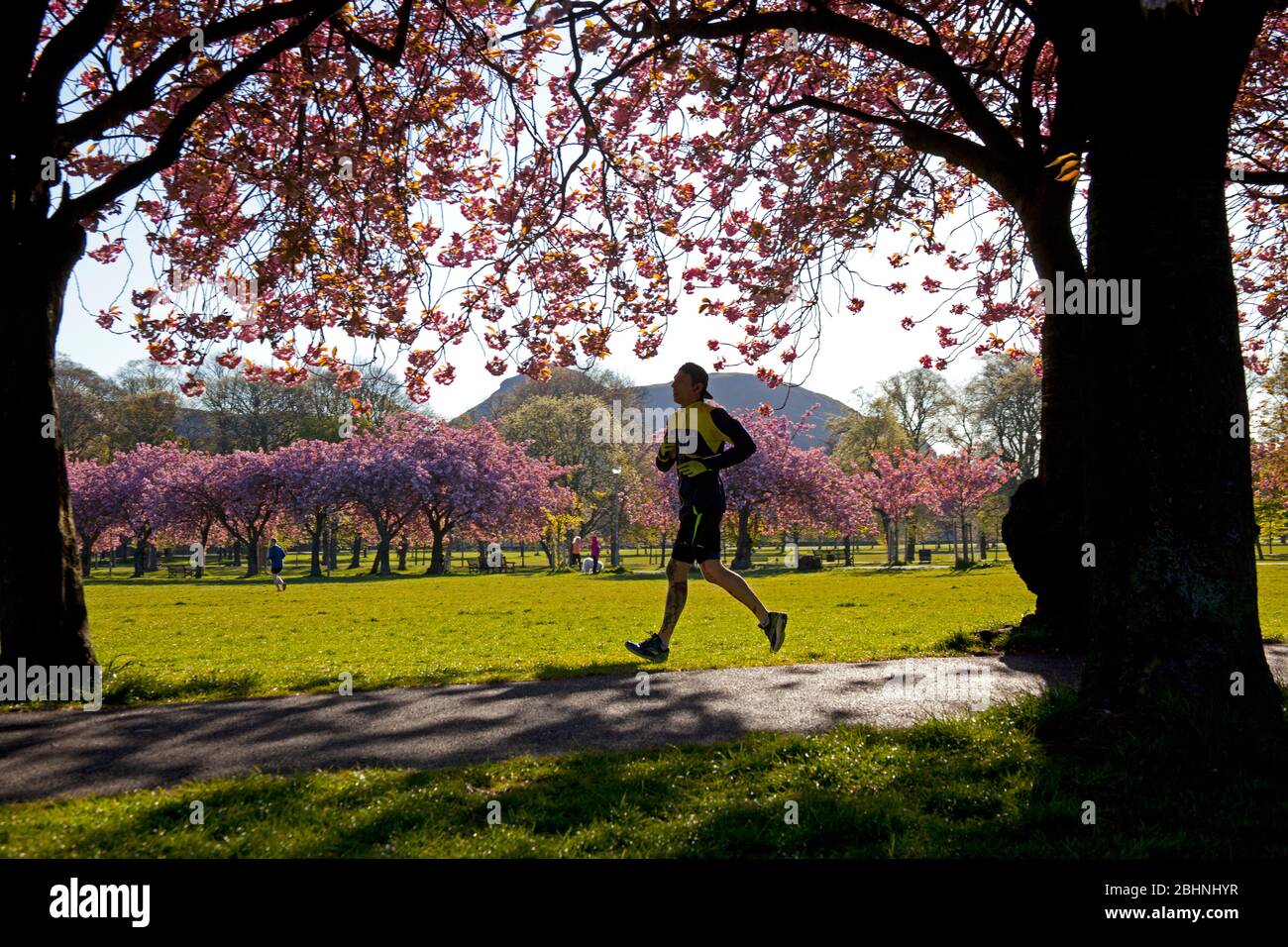 Coronation Walk, The Meadows, Édimbourg, Écosse, Royaume-Uni. 27 avril 2020. Abondante fleur de cerisier illuminant en plein soleil du matin, température 3 degrés tandis que les gens marchent pour travailler quelques masques ou foulards que d'autres prennent leur période d'exercice autorisée le long du beau sentier bordé d'arbres pendant le Lockdown de Coronavirus. Photo : illustration de la création d'une déclaration en appui sur l'un des arbres. Crédit: Arch White/Alay Live News. Banque D'Images