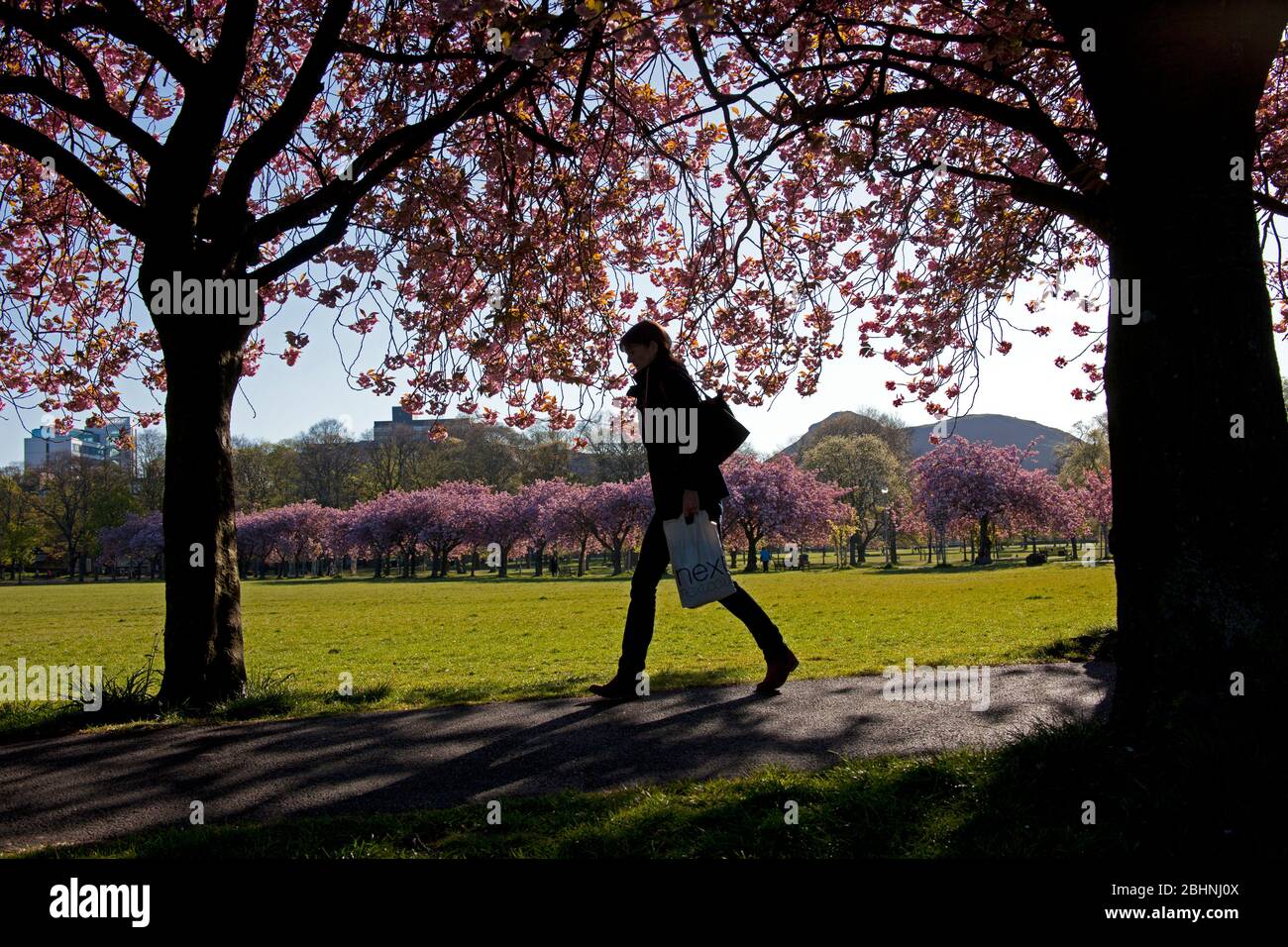 Coronation Walk, The Meadows, Édimbourg, Écosse, Royaume-Uni. 27 avril 2020. Abondante fleur de cerisier illuminant en plein soleil du matin, température 3 degrés tandis que les gens marchent pour travailler quelques masques ou foulards que d'autres prennent leur période d'exercice autorisée le long du beau sentier bordé d'arbres pendant le Lockdown de Coronavirus. Photo : illustration de la création d'une déclaration en appui sur l'un des arbres. Crédit: Arch White/Alay Live News. Banque D'Images
