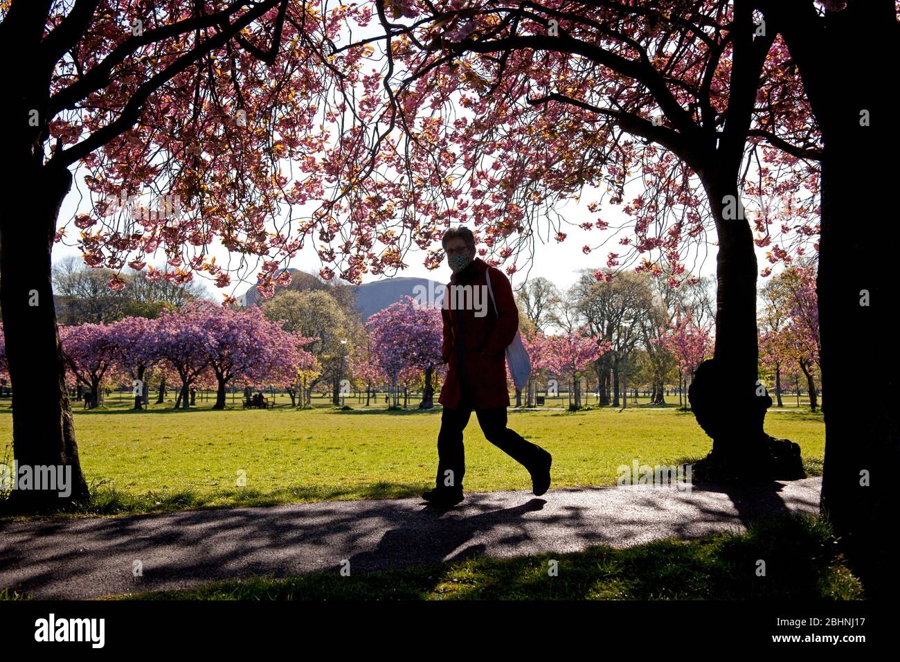 Coronation Walk, The Meadows, Édimbourg, Écosse, Royaume-Uni. 27 avril 2020. Abondante fleur de cerisier illuminant en plein soleil du matin, température 3 degrés tandis que les gens marchent pour travailler quelques masques ou foulards que d'autres prennent leur période d'exercice autorisée le long du beau sentier bordé d'arbres pendant le Lockdown de Coronavirus. Photo : illustration de la création d'une déclaration en appui sur l'un des arbres. Crédit: Arch White/Alay Live News. Banque D'Images
