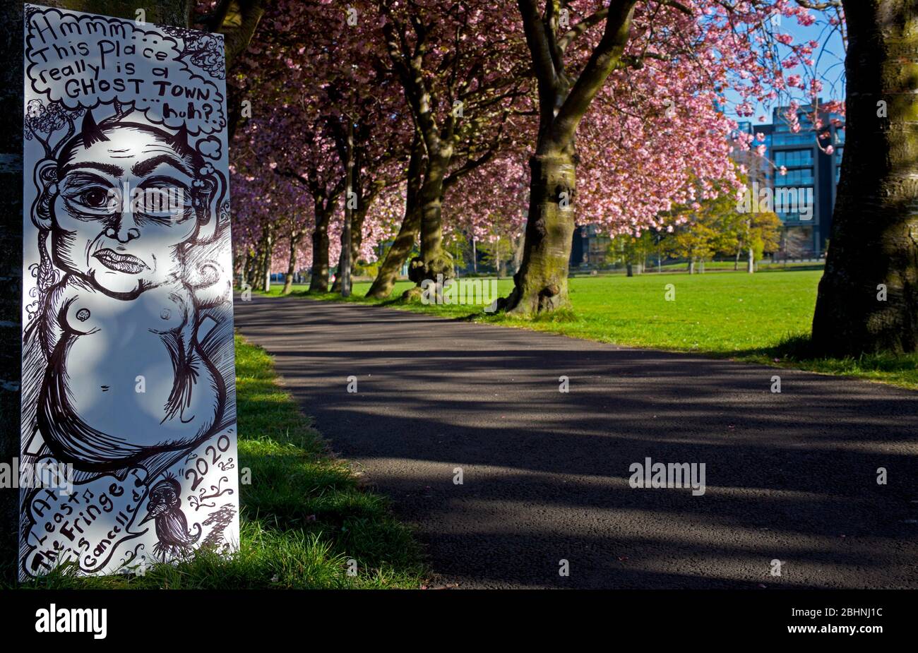 Coronation Walk, The Meadows, Édimbourg, Écosse, Royaume-Uni. 27th avril 2020. Abondante fleur de cerisier briller dans la lumière du soleil tôt le matin, température 3 degrés tandis que les gens marchent pour travailler certains portant des masques d'autres prennent leur période d'exercice autorisée le long de la belle allée bordée d'arbres pendant le verrouillage du coronavirus. Photo : illustration faisant une déclaration contre l'un des arbres. Banque D'Images