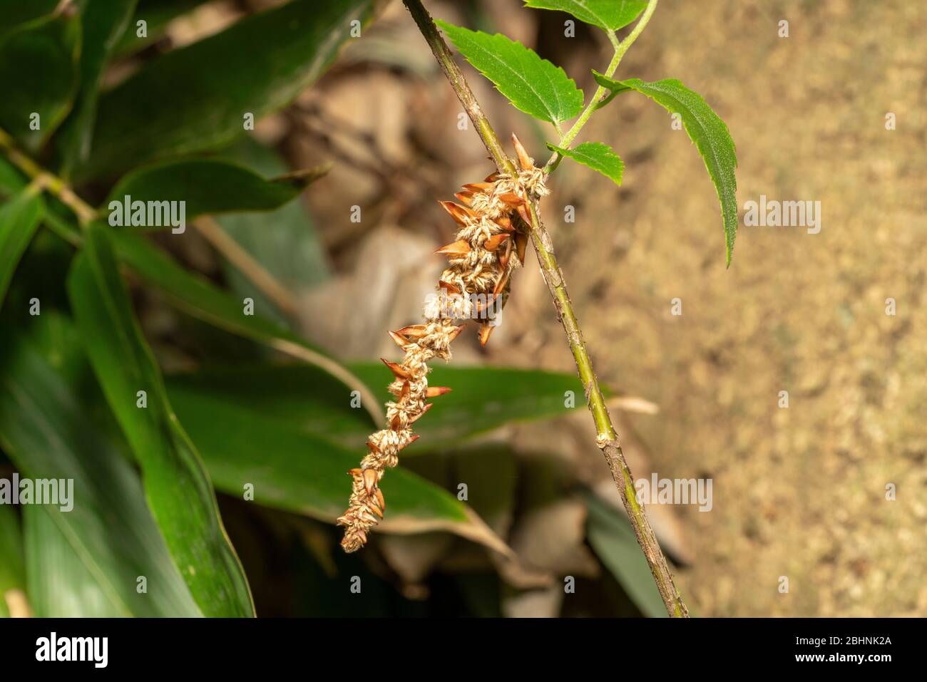 Une sorte de BAGWORM, ville d'Isehara, préfecture de Kanagawa, Japon Banque D'Images