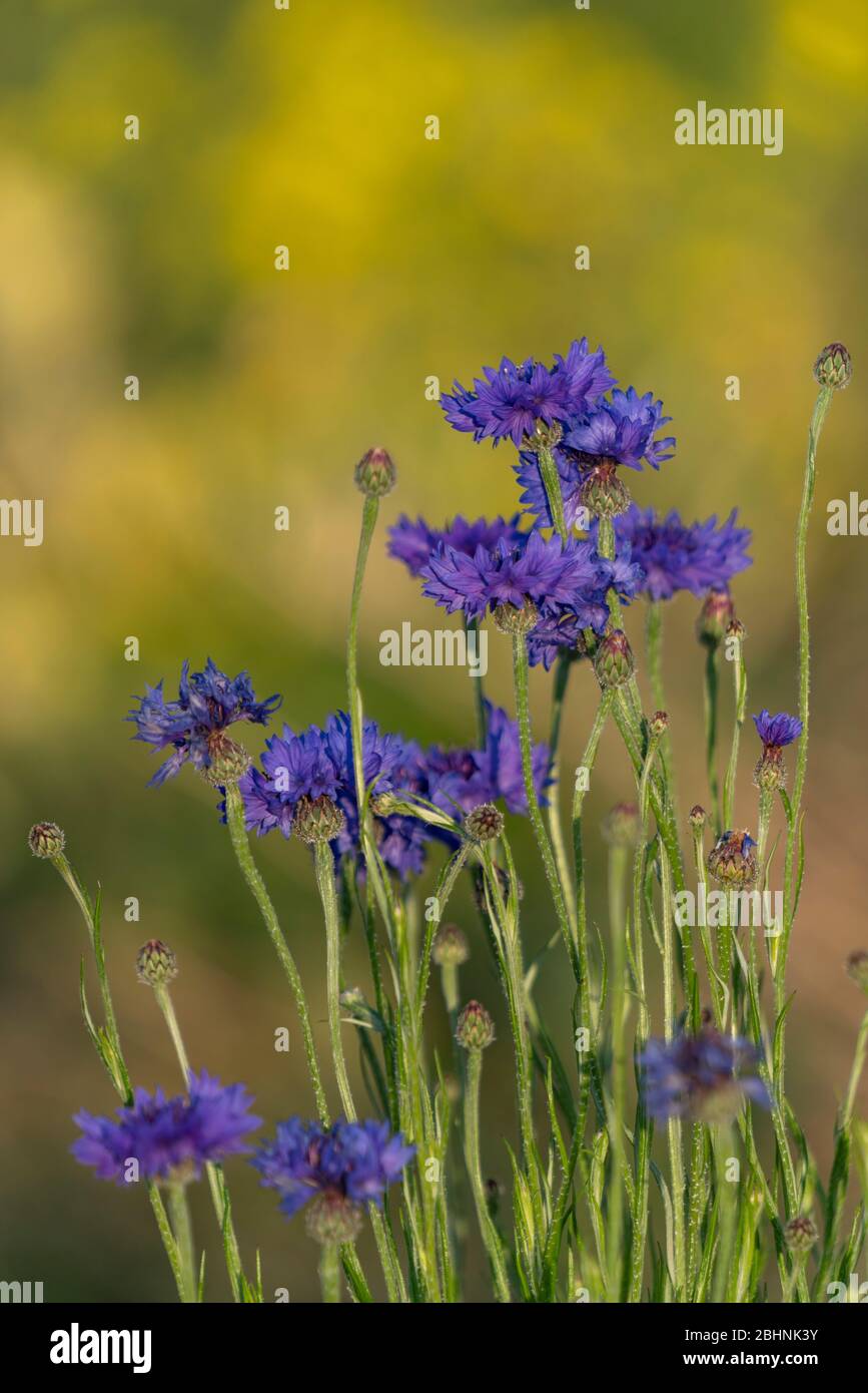 Cornflower (Centaurea cyanus), ville d'Isehara, préfecture de Kanagawa, Japon Banque D'Images