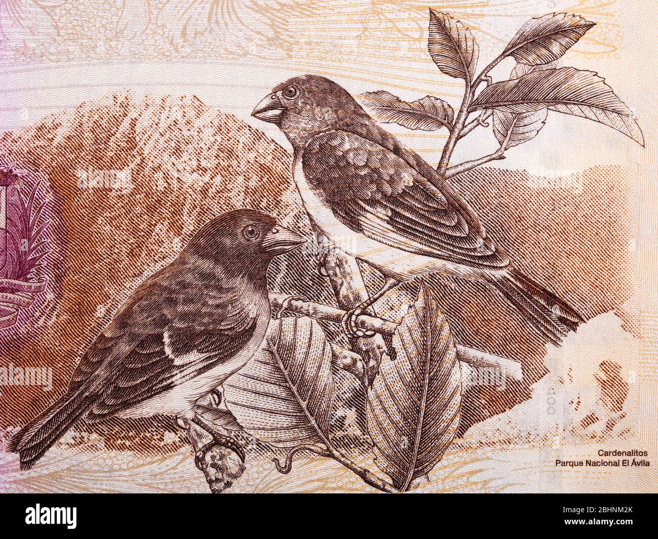 Siskin rouge un portrait de l'argent vénézuélien Banque D'Images