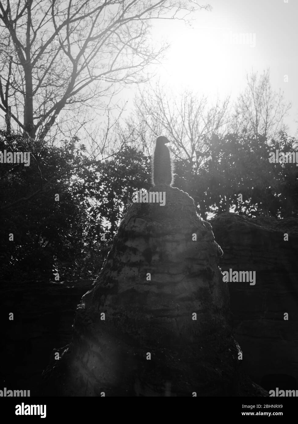 Silhouette de Meerkat debout sur le dessus d'un rocher énorme et regarder dehors. Image noire et blanche et rétroéclairé. Banque D'Images