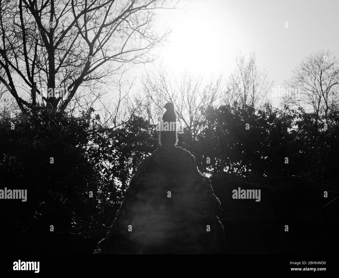 Silhouette de Meerkat debout sur le dessus d'un rocher énorme et regarder dehors. Image noire et blanche et rétroéclairé. Banque D'Images