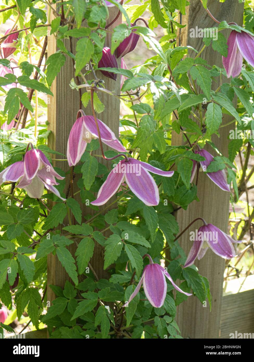 Une plante de Clematis alpina Jacqueline du Pre floraison sur une clôture Banque D'Images