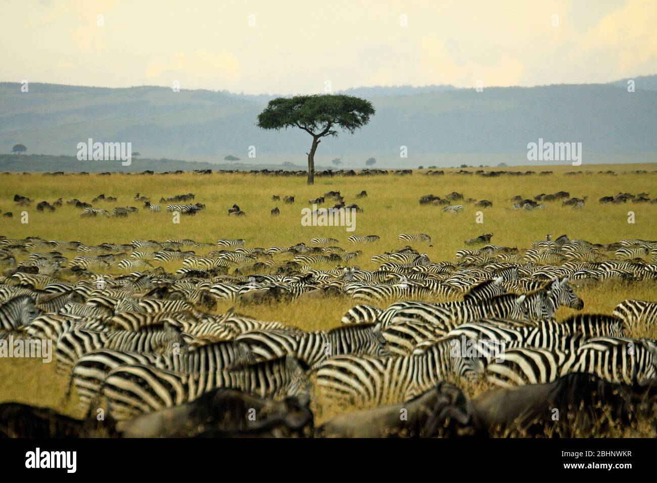 Migration annuelle de plus d'un million de blancs barbus (ou bannendés) wildebeest et 200,000 zèbres au Parc National Serengeti, Tanzanie, Banque D'Images