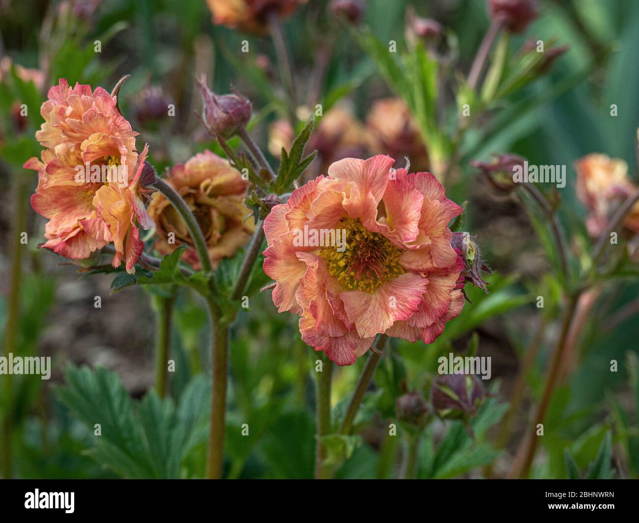 Un groupe de fleurs semi-doubles roses d'abricot de Geum rivalité Mai Tai Banque D'Images