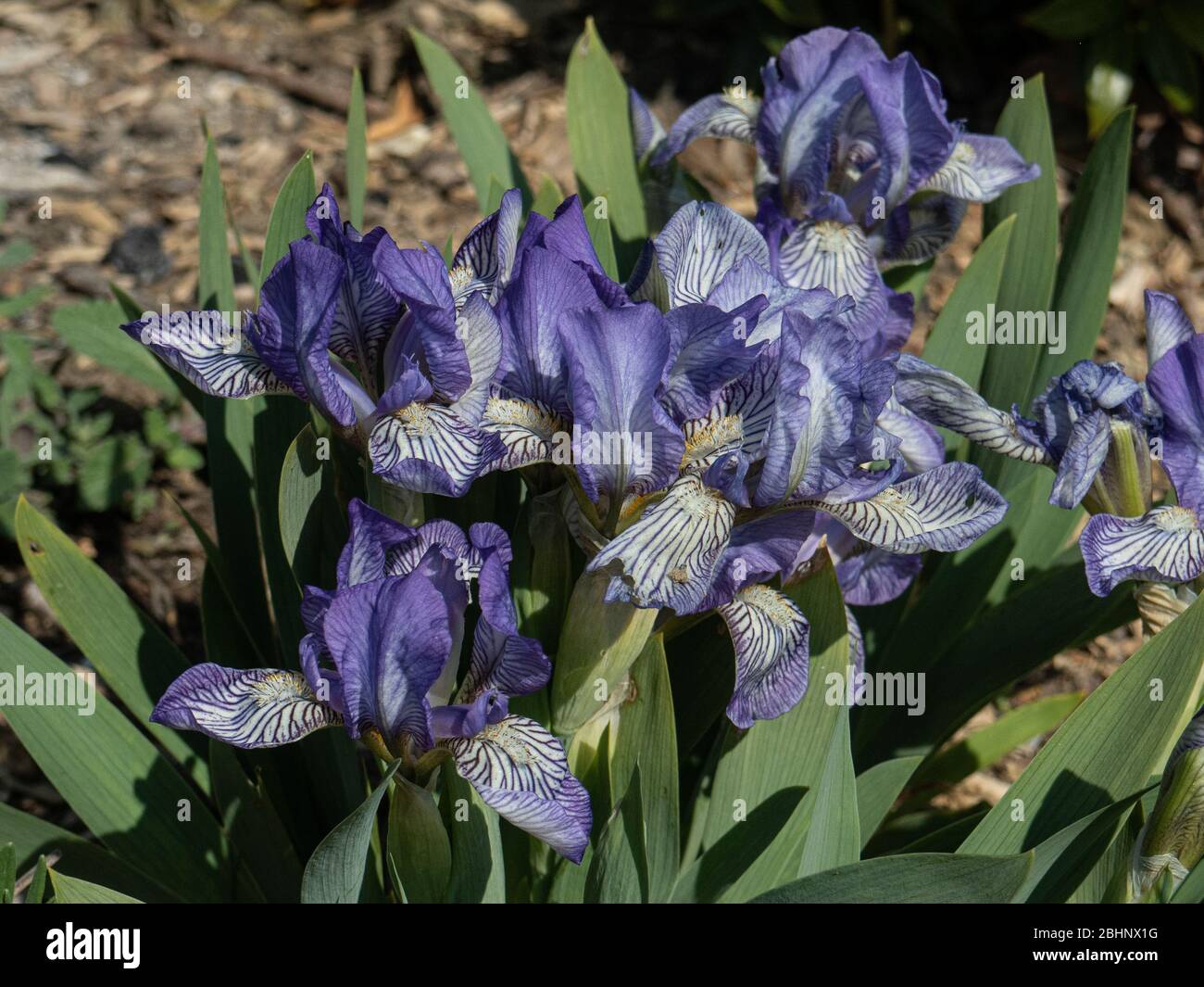 Plante du snain barbu Iris Scribe montrant les délicates fleurs bleues et blanches Banque D'Images