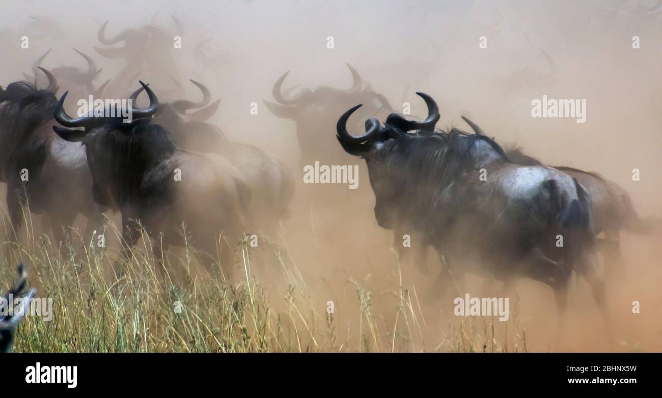 Migration annuelle de plus d'un million de blancs barbus (ou bannendés) wildebeest et 200,000 zèbres au Parc National Serengeti, Tanzanie, Banque D'Images