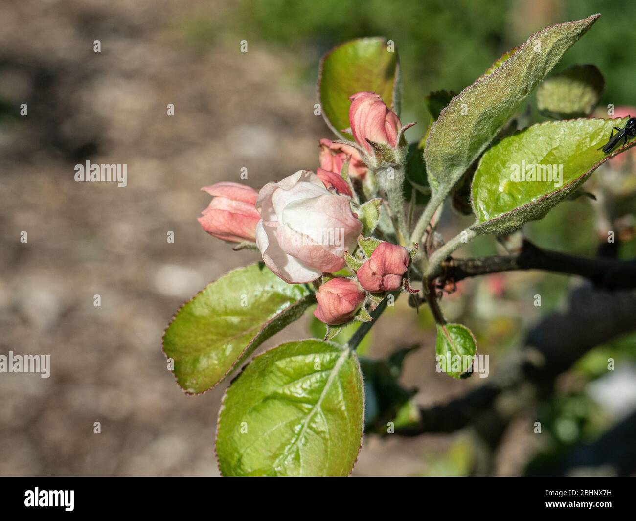 Un gros-plan d'un bouton d'ouverture de la pomme de dessert Spartan Banque D'Images