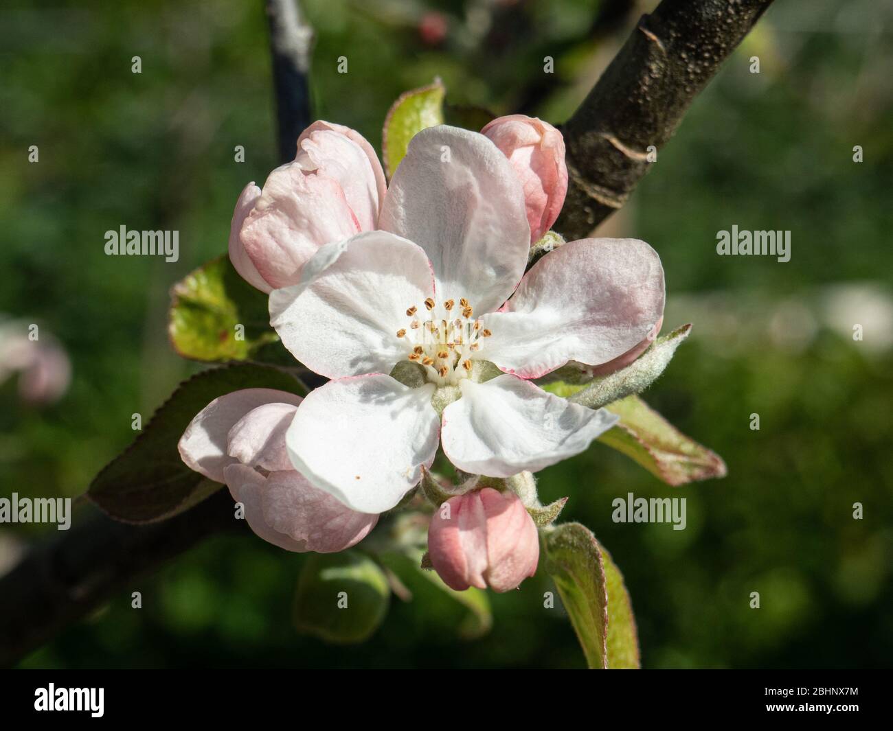 Un gros plan des fleurs et des bourgeons de la pomme de dessert Spartan Banque D'Images